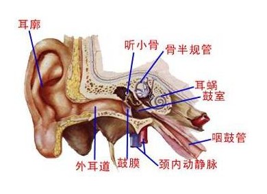 什么是卡他性中耳炎呢？